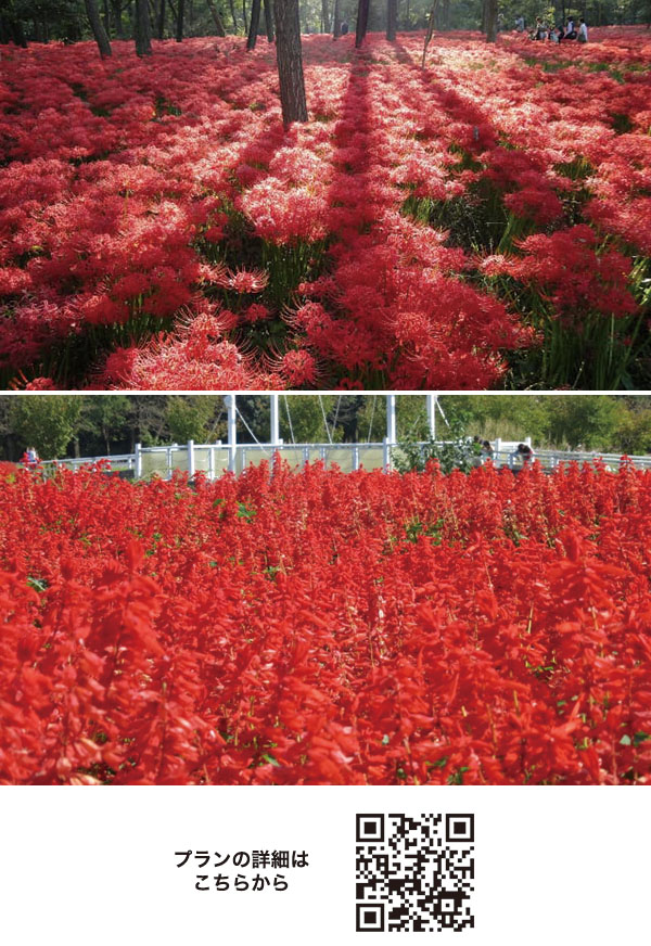 見渡す限り、真っ赤な絨毯！曼珠沙華＆サルビア２つの赤の絶景めぐりと小江戸・川越散策バスツアー