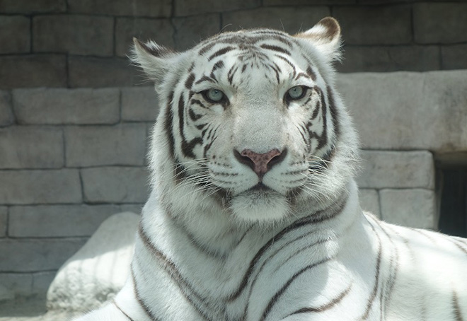 東武動物公園